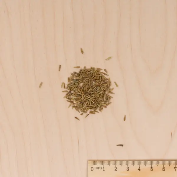 Fleurs - Pyrèthre Géant varié - MEDIA_3D